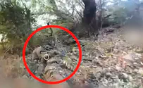 צה"ל סיכל ניסיון פיגוע מטען בגבול לבנון: תיעוד ממצלמות הגוף של המחבלים שחוסלו