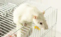New study reveals link between microbiome and aggression in mice