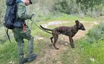 Two missing people, one special search operation