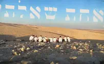צילום: נווה הכט ישיבת דימונה מפייטת 'אחת שאלתי'