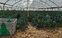 A year later, Israeli farmers still need our support