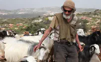 עדרו של אברהם הרצליך ז"ל נגנב בידי ערבים