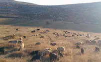 בור המים הורעל, כבשים מתו בזו אחר זו