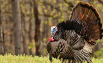 Turkeys, Thanksgiving and Christopher Columbus