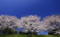Cherry blossoms and Jewish tradition