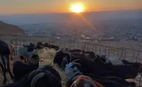 החווה ביריחו שנאחזת בשטח כנגד כל הסיכויים