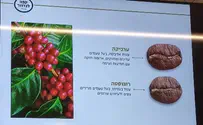 צילום: קובי פינקלר ערביקה, רובוסטה ומה שביניהם - לא רק קפה