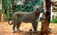 Is the leopard that killed liable for death?