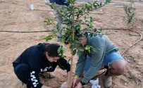Tu B'Shvat Orchards Rise to Honor more than 800 Heroes