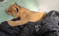 מה עובר להם בראש כשהם מגדלים גור אריות?