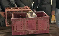 Watch: Additional monkey rescued from Bedouin settlement