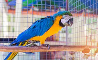 Ten rare parrots stolen from zoo