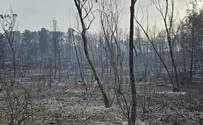 Forest fires mostly contained, battle to extinguish them ongoing
