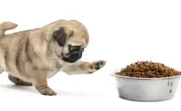 The pros and cons of in-home dog grooming in NYC