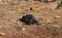 Terror in Binyamin: Cattle herds poisoned, series of arson attacks