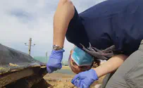 High levels of antibiotic-resistant bacteria found in sea turtles along Israel's coast