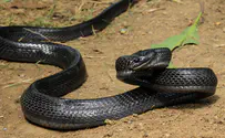 Hebrew Language Academy renames deadly snake to Seraf Ein-Gedi