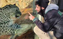 Leopard who killed JM Biblical Zoo worker to remain on display