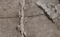 A magnificent tragedy