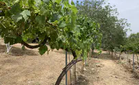 Talmudic sages were active participants in ancient wine culture