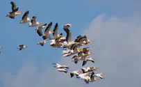 Millions of birds migrate over the Hula Valley