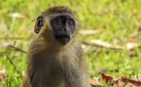 Green guenon monkey seized in Nehora
