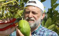 An Etrog Tree doesn’t grow in Brooklyn
