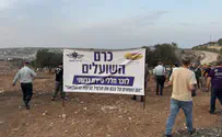 צילום: באדיבות המצלם כרם עצי זית ניטע לזכר נופלי סיירת גבעתי