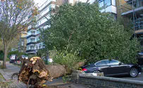 Yeshiva student killed when tree falls on his car