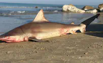 מתן בנדיקט Pregnant shark injured by fishing net found dead on beach