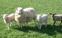 sheep 'Your brothers are pasturing in Shechem-I will send you to them'