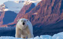 Arctic Expedition Guide: Svalbard, Greenland & Wildlife 2025