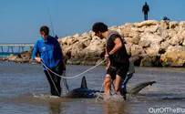 Watch: Dead shark found near Hadera