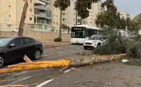 Stormy weather brings down trees in central Israel
