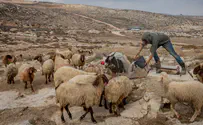 Jewish shepherd demands compensation from Haaretz