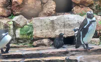 גוזל פינגווין נדיר בקע בירושלים