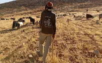 Precedential Seizure: Civil Administration confiscates flock in Gush Etzion