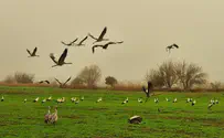 About 140 first storks arrive at Hula Lake despite gloomy weather