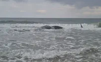 Carcass of sperm whale washes ashore at Zikim beach