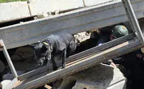 Israel Dog Unit trains for disaster in northern Israel