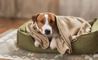 האם למיטה לכלב יש השפעה על בריאותו?