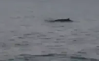 Special visitor off the coast of Ashdod