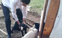 Two he-goats, two atonements