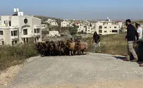 Herd stolen from Israeli farm found in Arab village