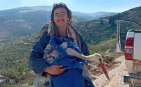 צילום: ללא Аист получил травмы лап, но был спасён жителями поселения