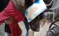 צילום: דוברות המשטרה אישום נגד הנער שהתעלל בכלב - ושתק בחקירה