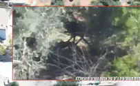 צילום: דובר צה"ל الجيش يدمر قاذف حزب الله المخفي بين الشجيرات