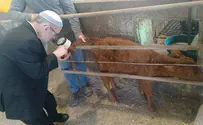 Mikdash Institute Rare red heifer born at a dairy farm in the Galilee