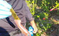 Israel Police Palestinian woman caught trying to hide knife at checkpoint