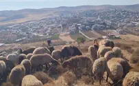 צילום: ללא קרדיט ממוקד טרור לכפר שקט